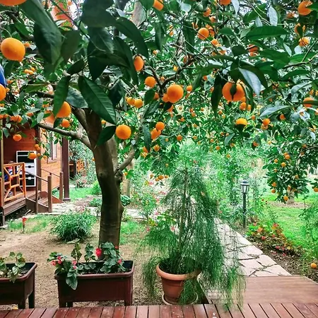 Bahce Villa Cirali